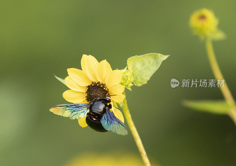 热带木蜂，Xylocopa latipes，采食花;印度